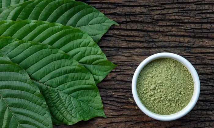 RI Punya Sumber Duit Baru Namanya Kratom, Bisa Cuan Rp90 Juta